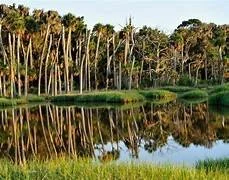 A peaceful pond surrounded by tall trees with their reflections in the water.