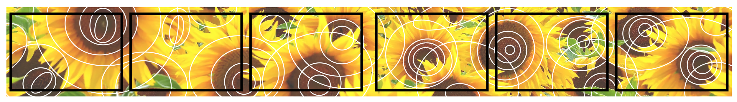 the sunflower transom