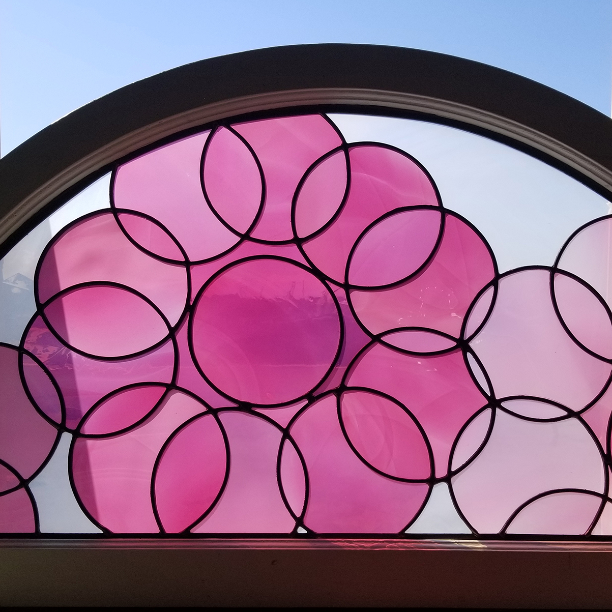 camellias