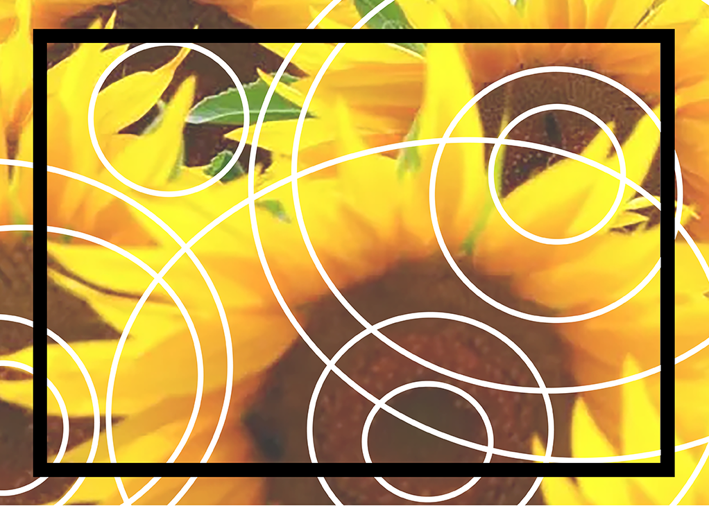 the sunflower transom