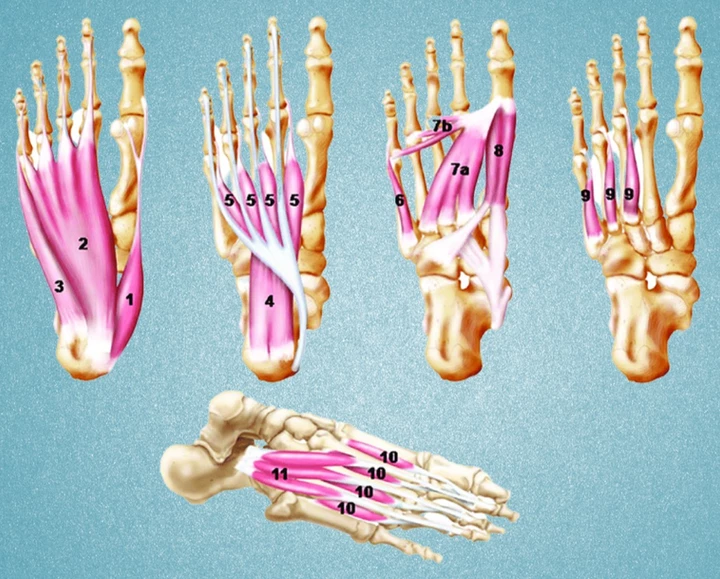 foot muscles for runners
