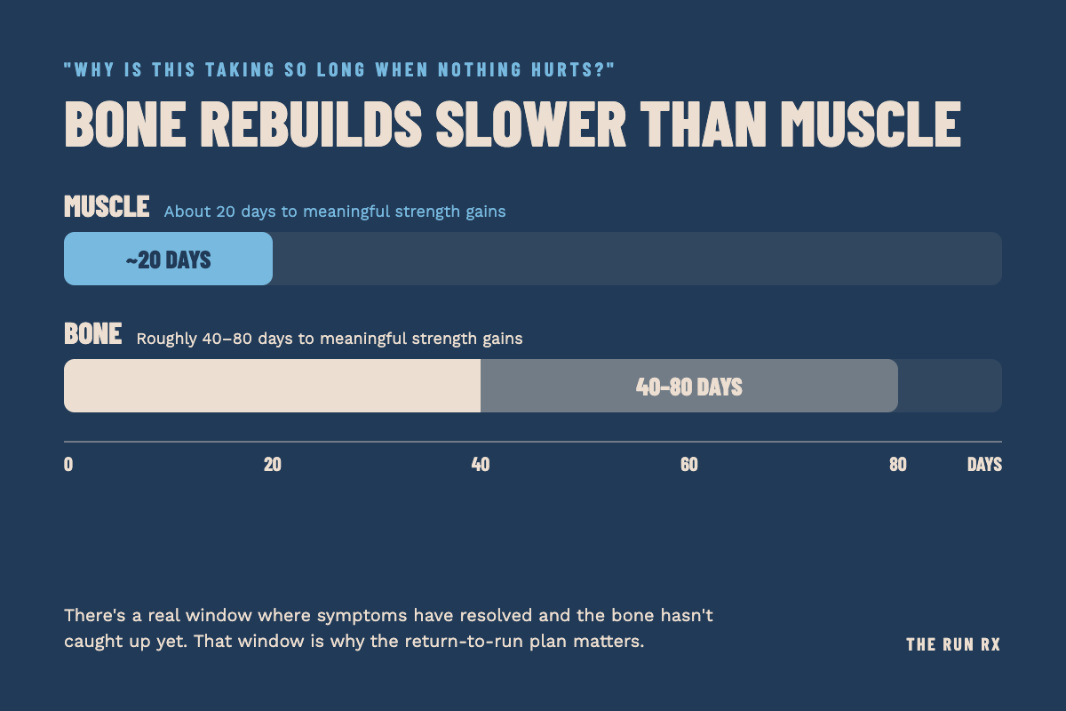 Bone vs muscle injury timeline