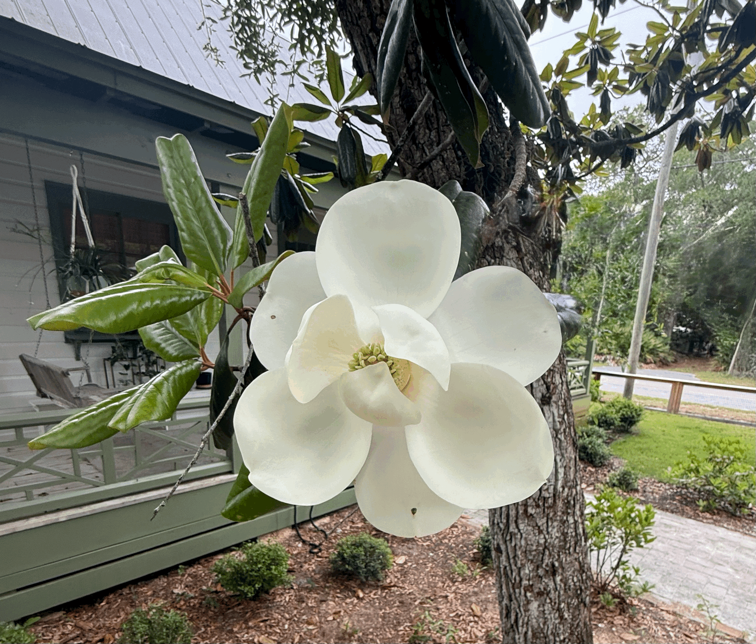 Mother’s Day &amp; Magnolias          Rooted in Grace, Growth, and Recovery