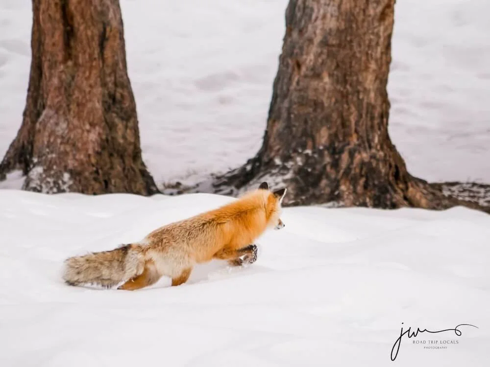red fox walking through snow