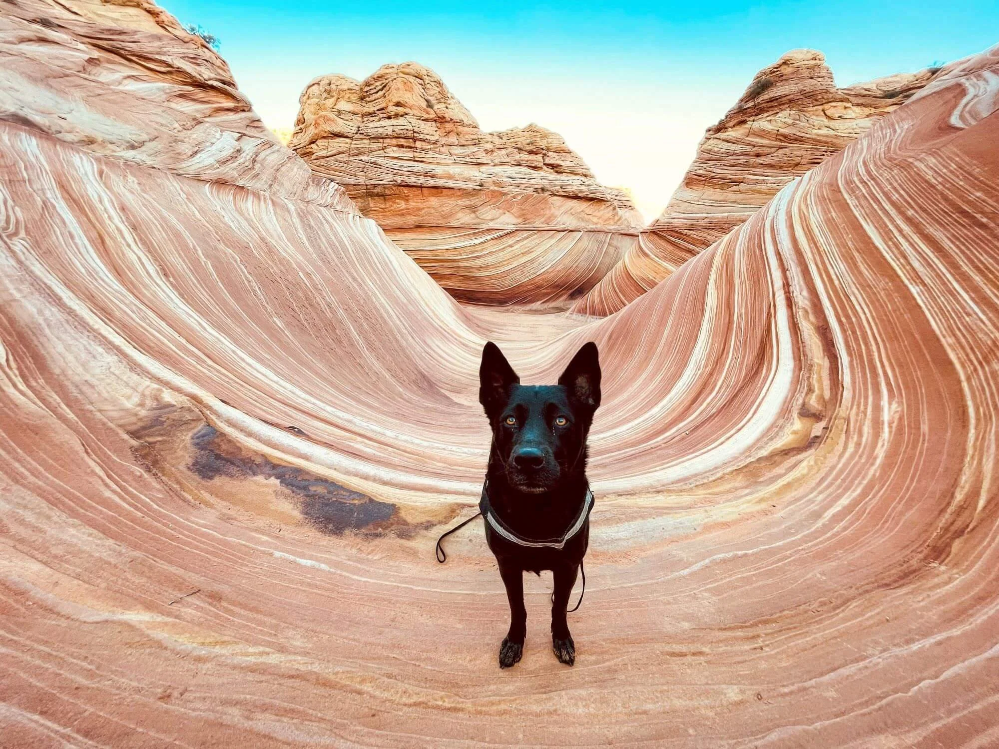 dog standing in front of red, white, pink sandstone waves