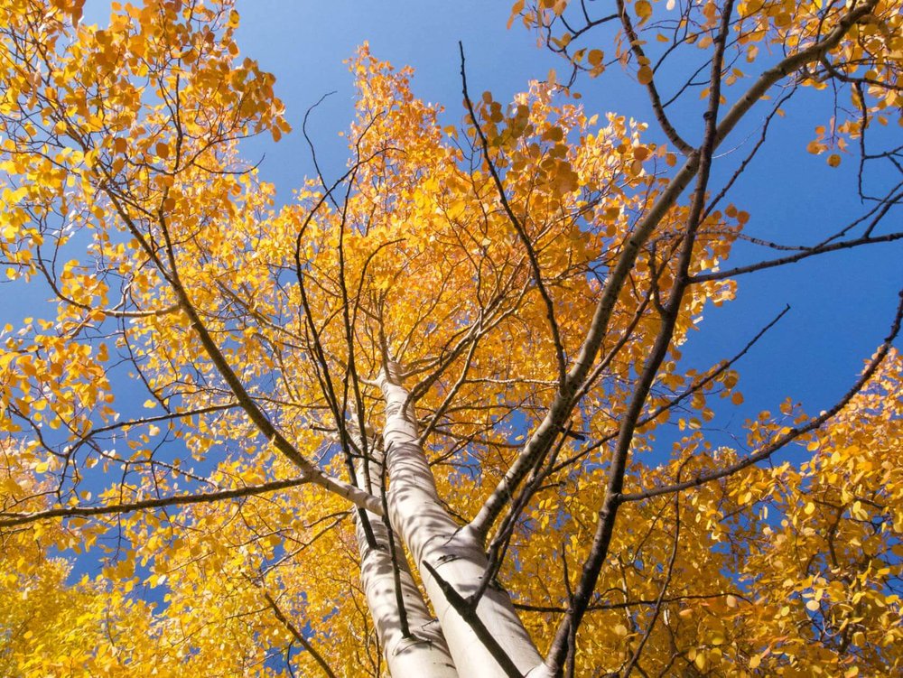 New-Mexico-Fall-Foliage.jpg
