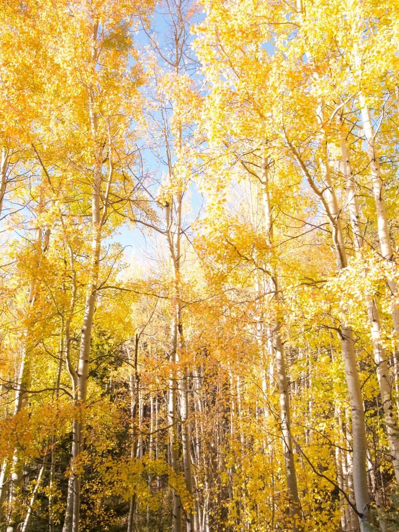 Fall-Aspen-Trees-NM.jpg