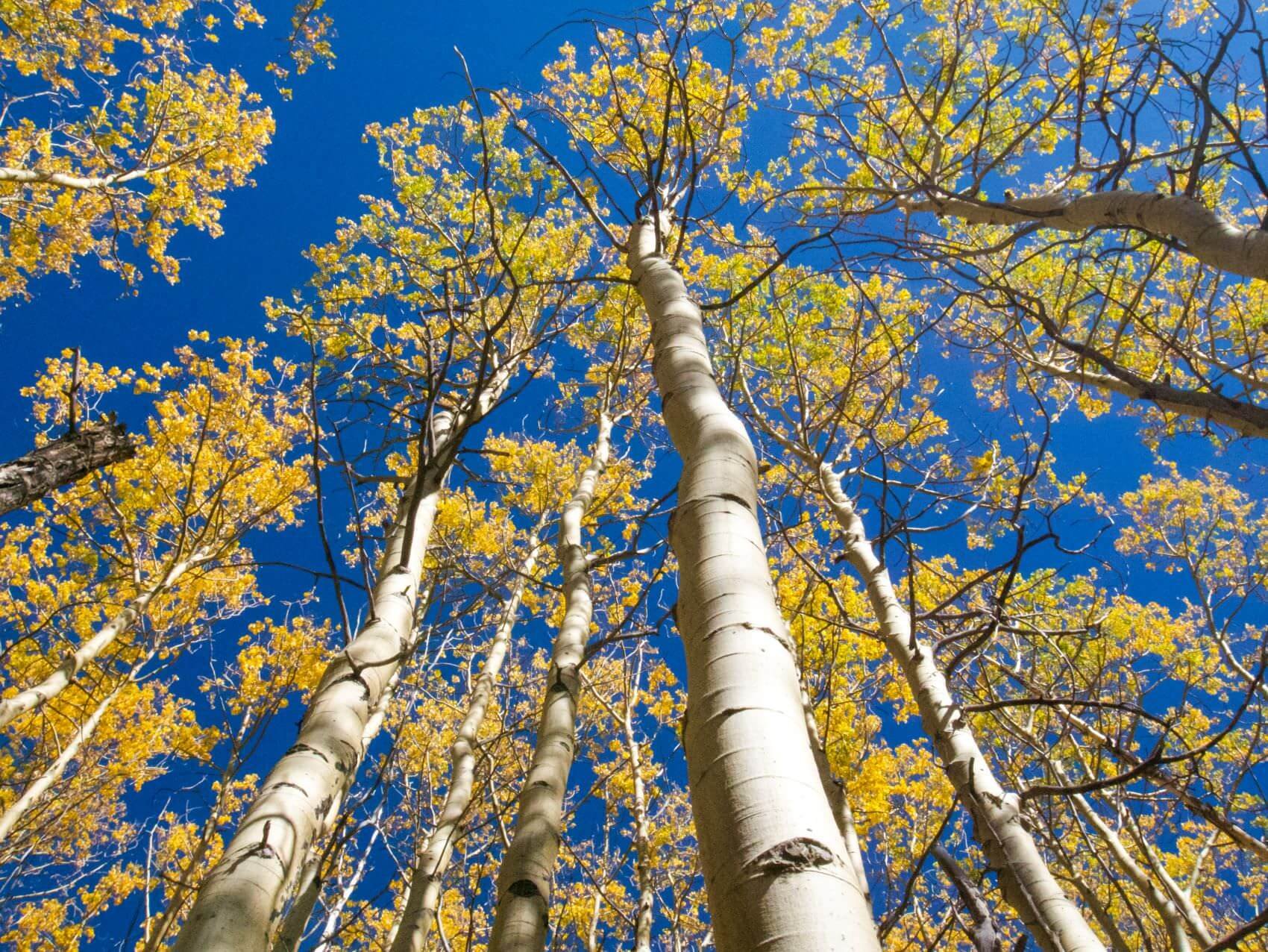 Aspen-Trees-New-Mexico.jpg