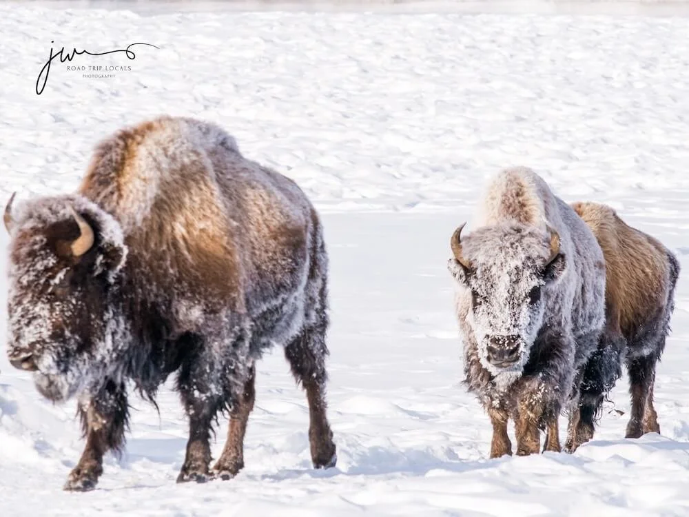 three bison walking snowy trail