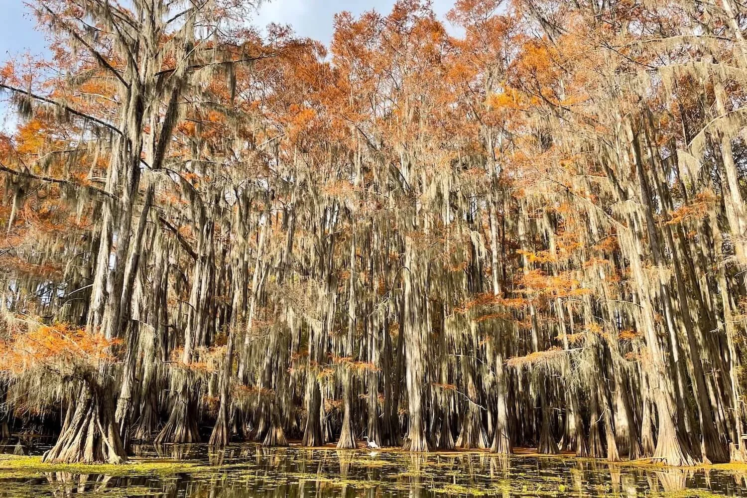 Dallas to Caddo Lake State Park: A Fall Weekend Itinerary