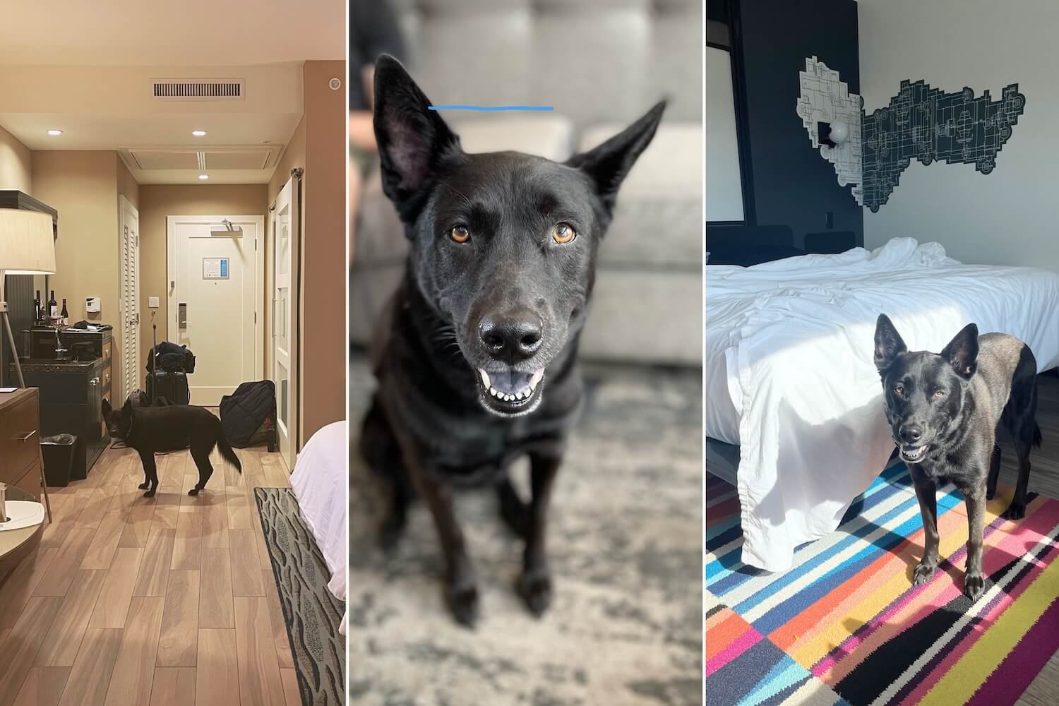 Best Marriott Hotels for Traveling With a Dog