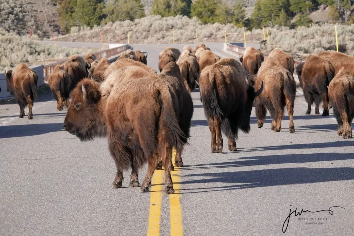 What Is Yellowstone’s Northern Range? Plan a Self-Guided Tour