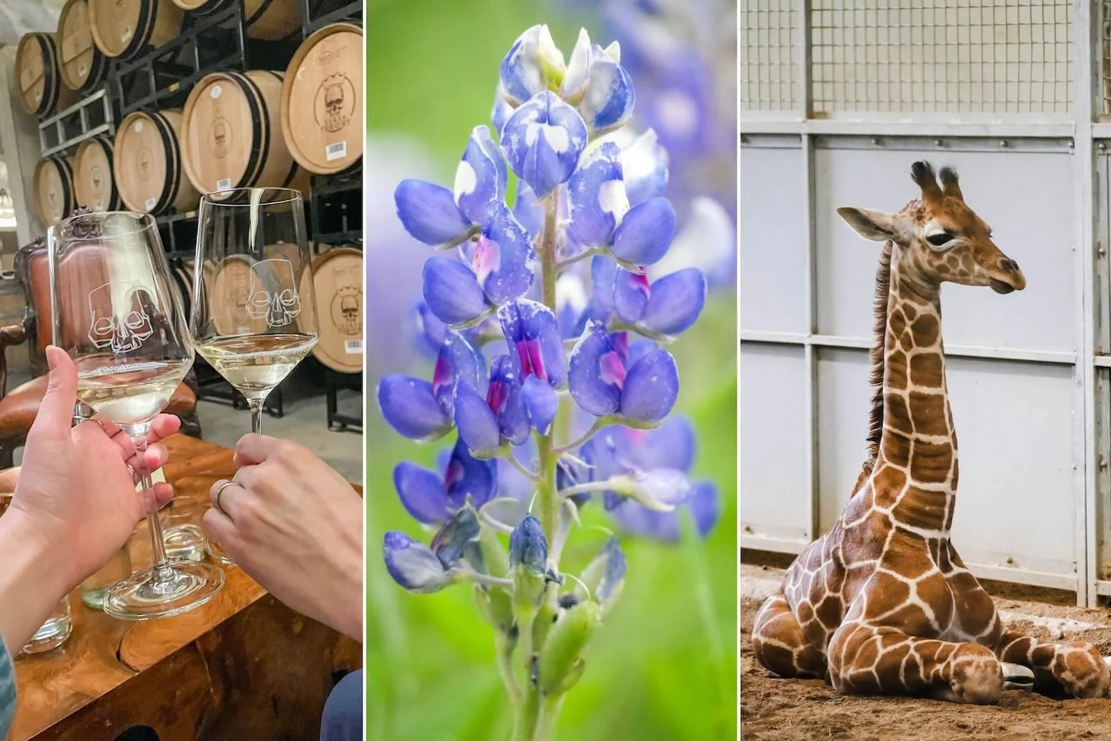 3-Day Weekend Itinerary in Fredericksburg, Texas