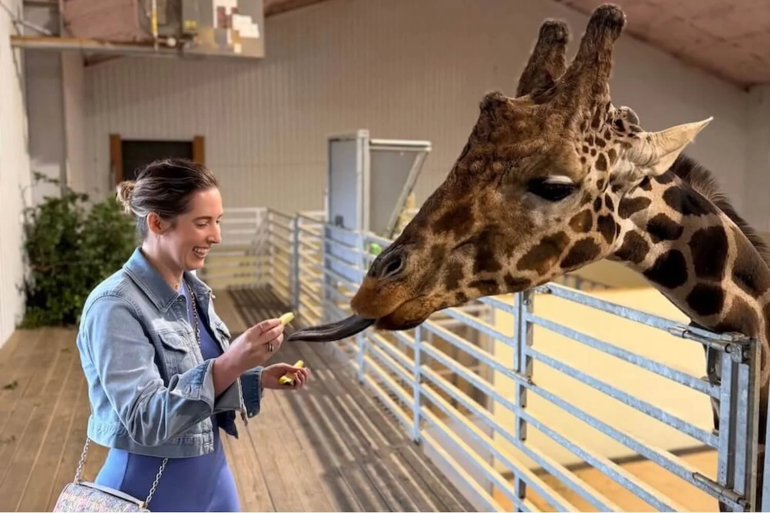 Longneck Manor Review: Is the Animal Encounter Worth It?