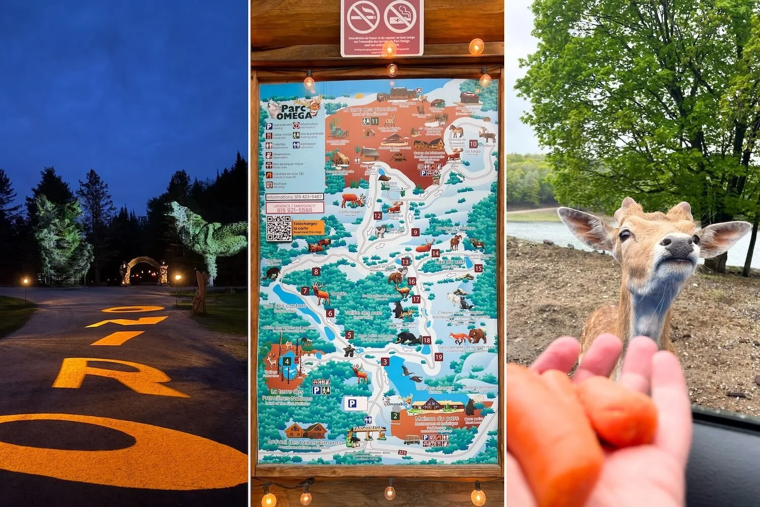 10 Things to Know Before Visiting Parc Omega in Canada