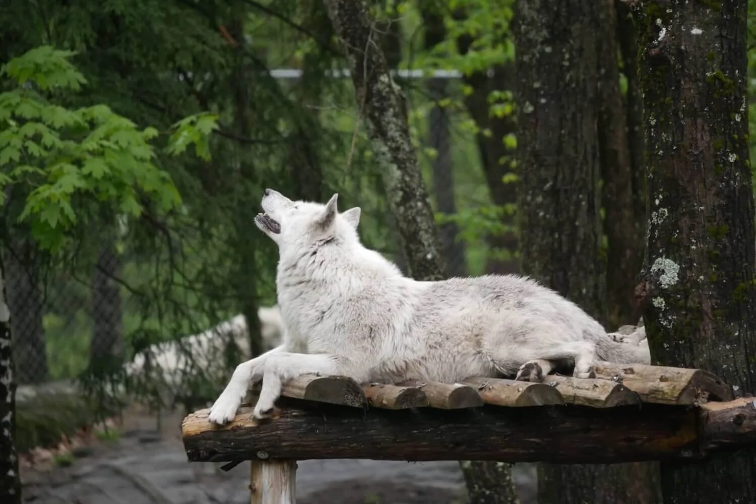 Parc Omega Wolf Cabin Review: Is It Worth It?