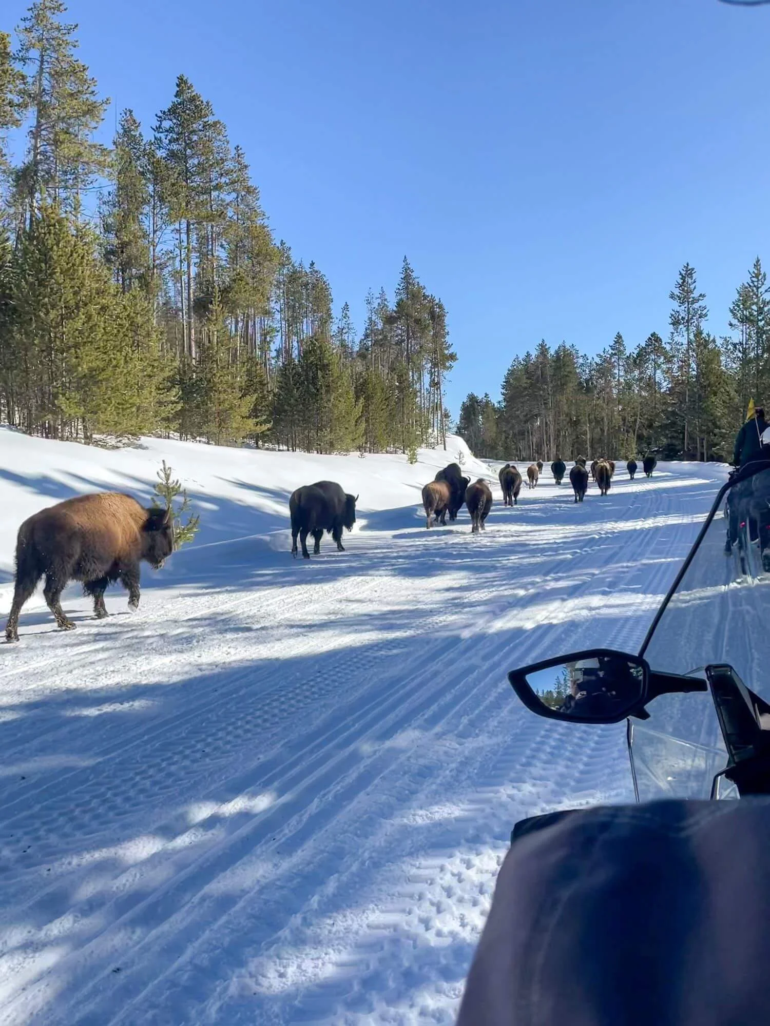Winter Wonderland Your Guide to Visiting Yellowstone National Park in