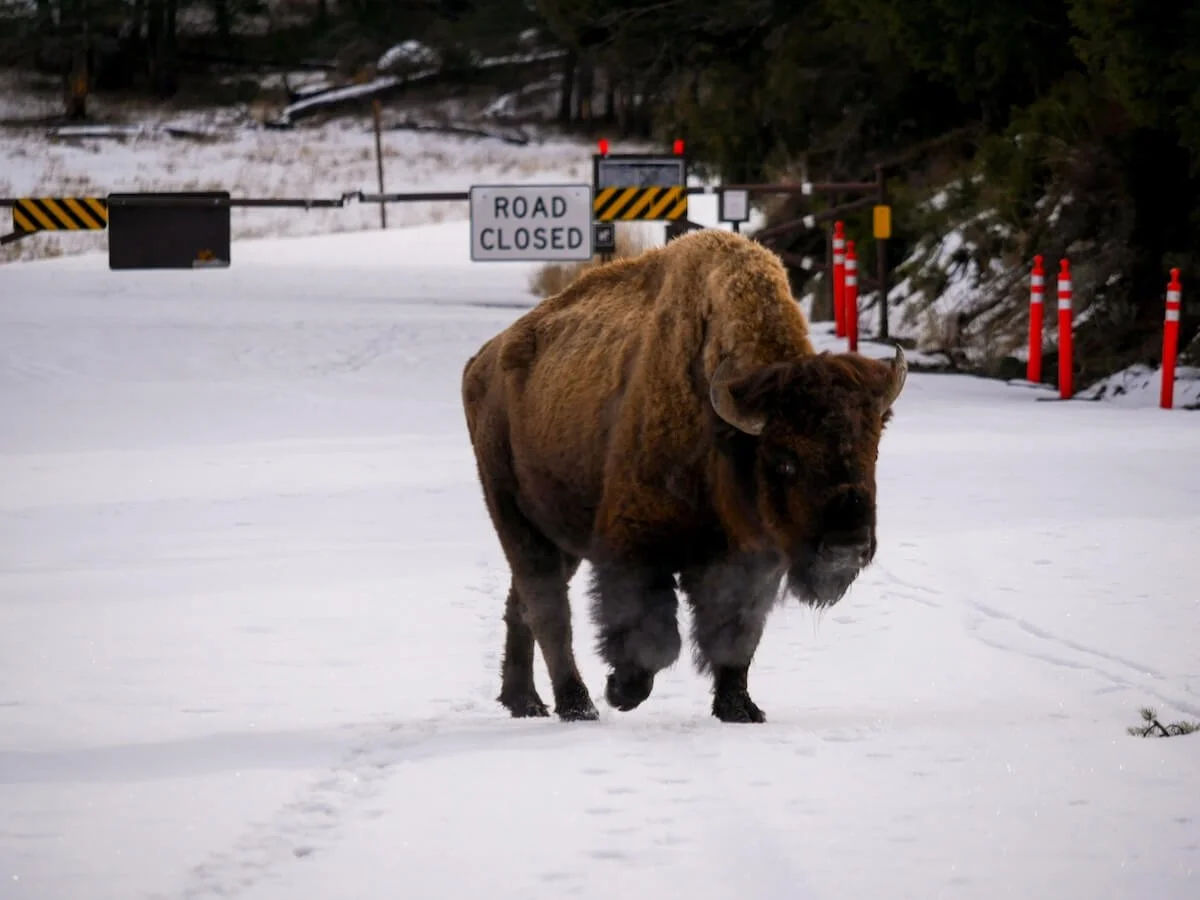 large bison walking snowy road