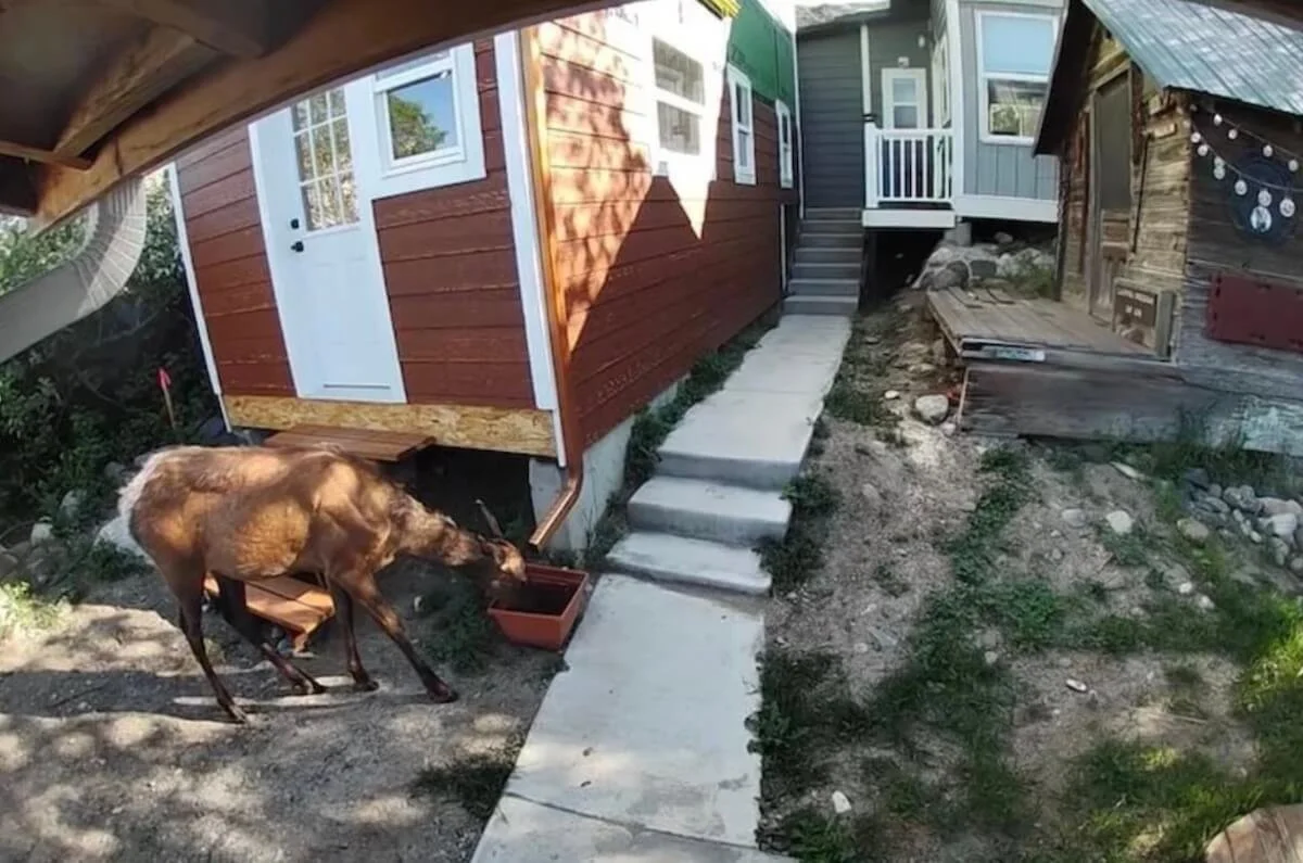 an elk drinking from red water bucket in backyard