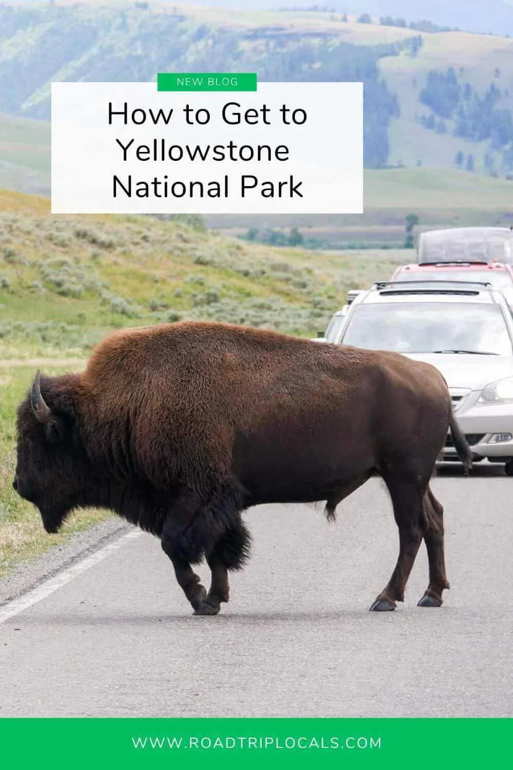 large bison blocking cars on roadway