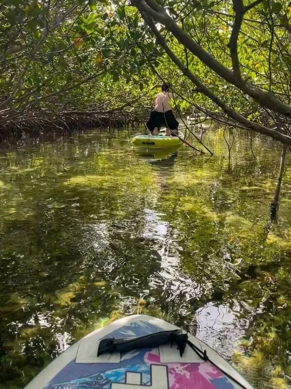 man paddling through mangrove canal