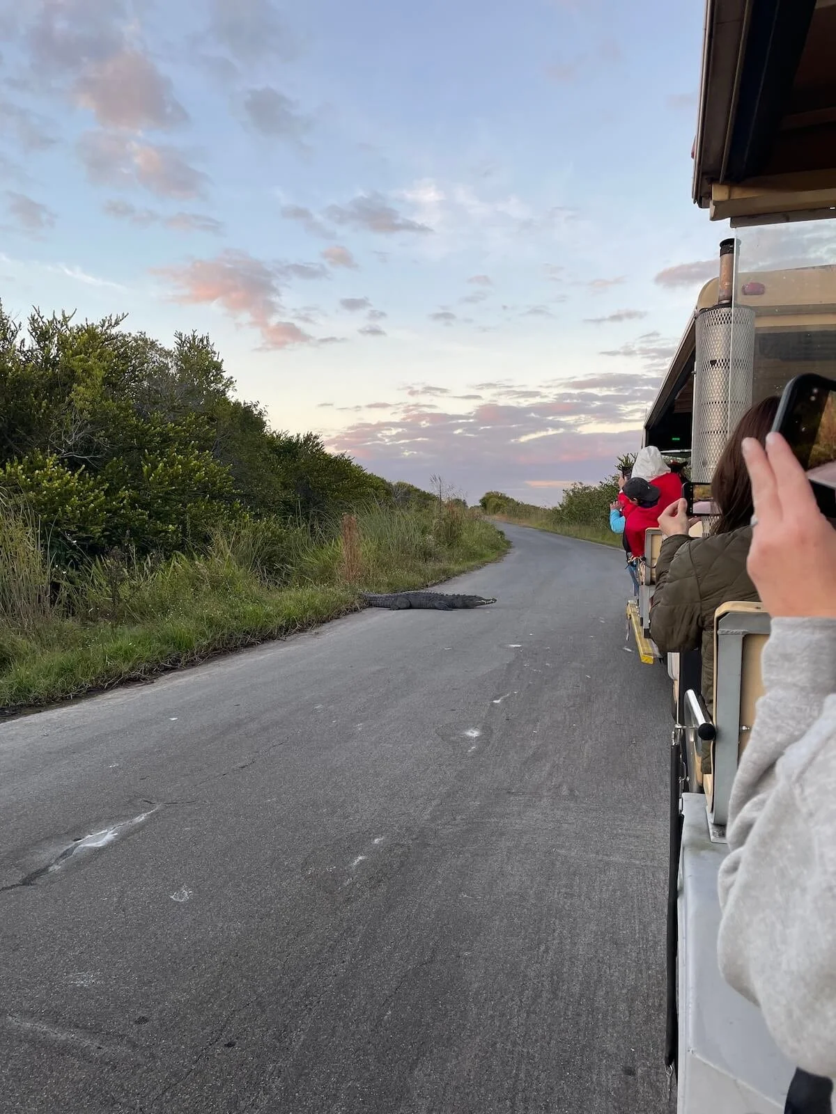 crocodile in roadway
