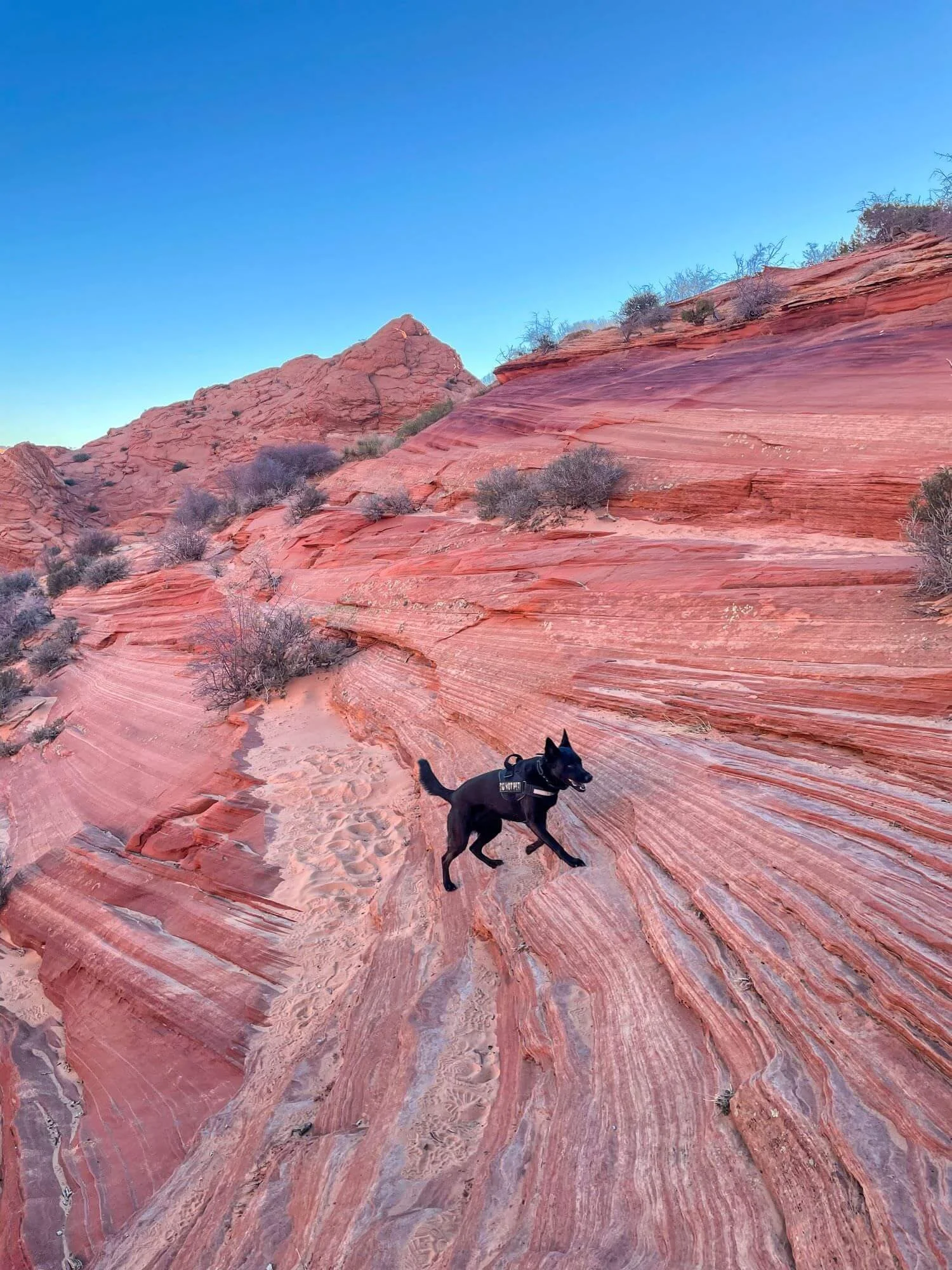 dog climbing pink rock