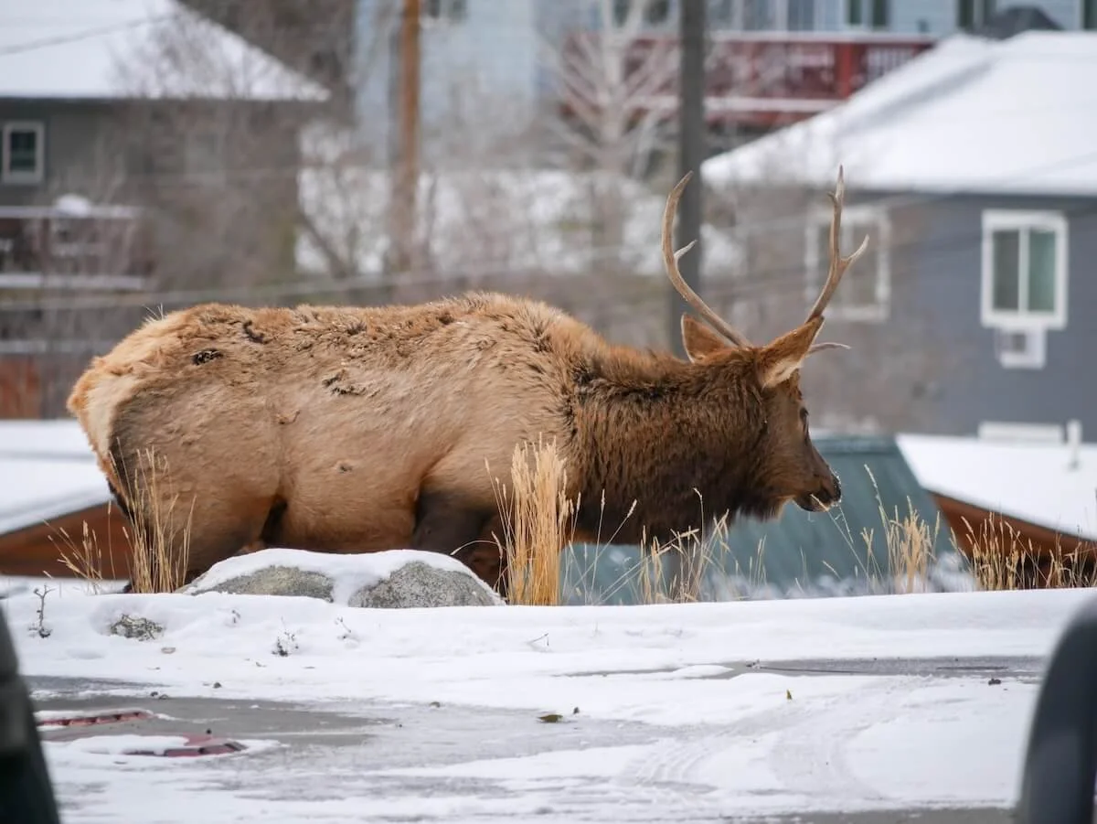 elk grazing next to a gas station in Gardiner, MT
