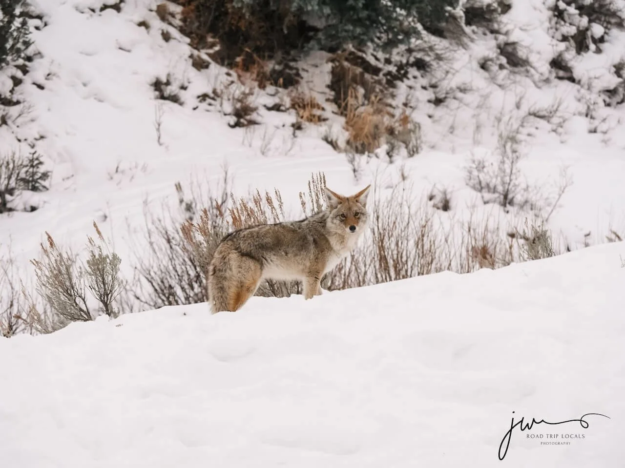 coyote facing camera while walking in snow