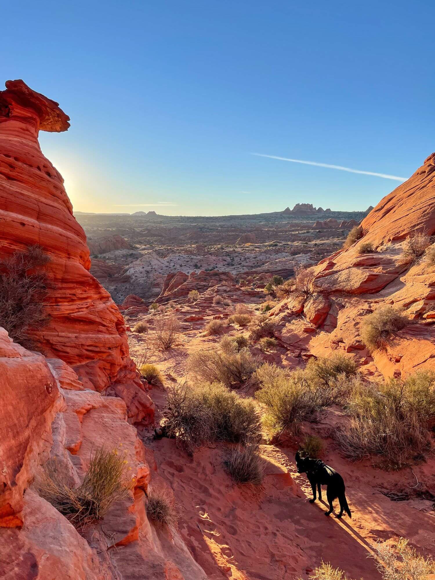 dog next to toadstool rock formation at sunrise