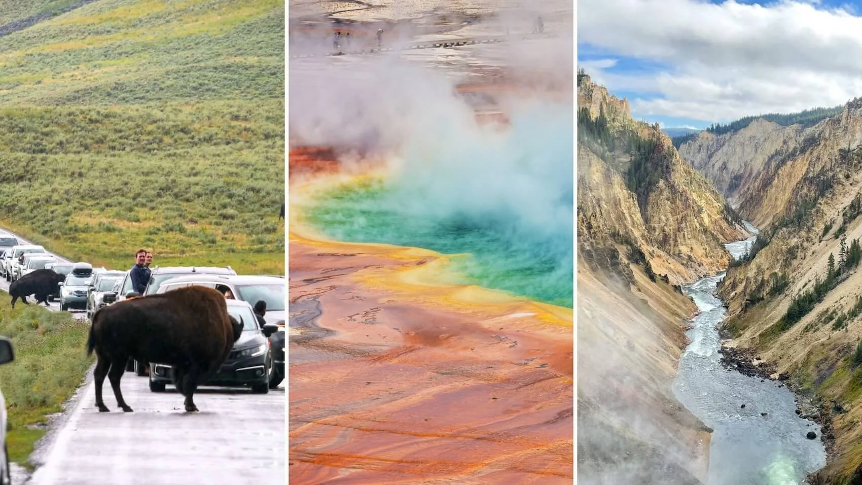 bison blocking road, vibrant red, orange, blue hot spring, and river running through canyon