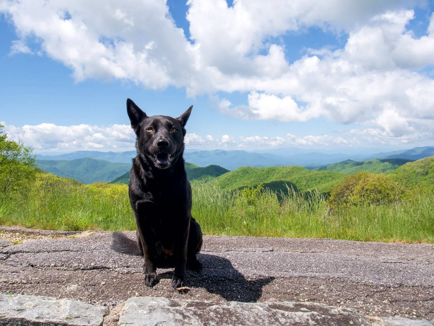 Driving the Blue Ridge Parkway: A Beginner’s Road Trip Guide — Road ...