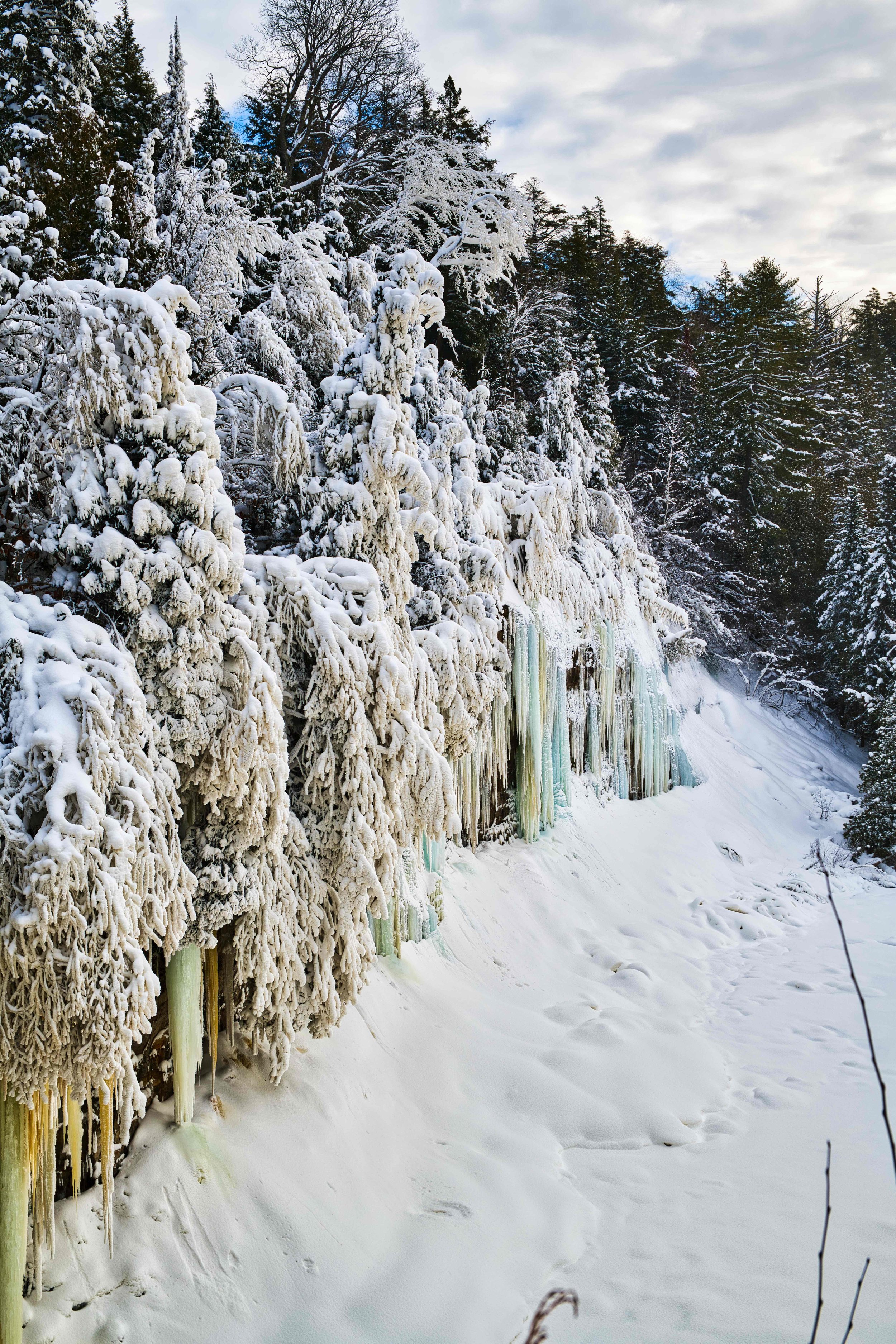 SnowonTrees(20).jpeg