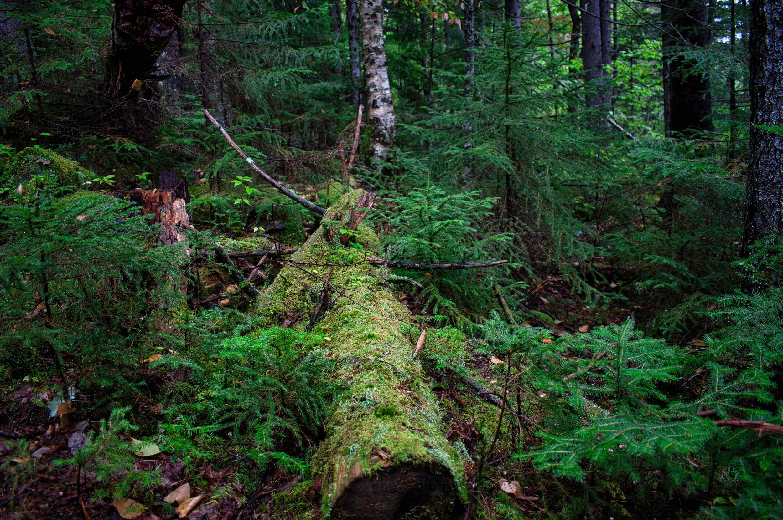 trees.jpeg
