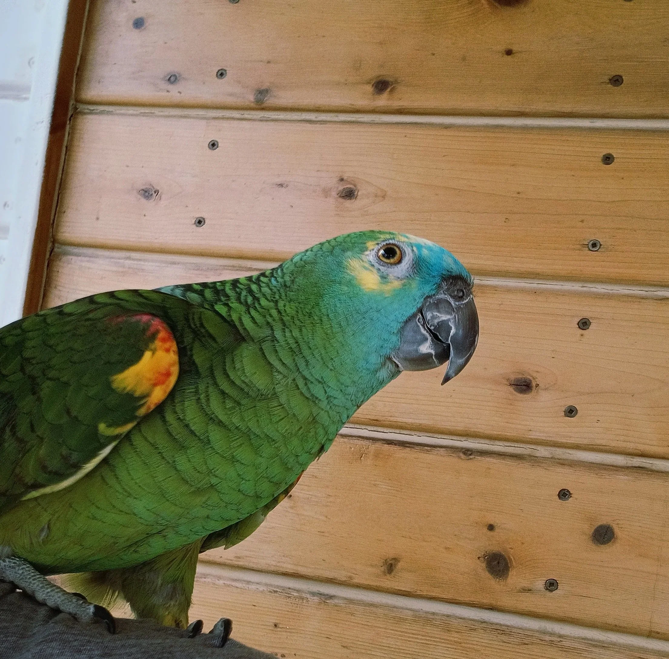 Close-up of a colorful parakeet sitting on a wooden surface, showing part of its vibrant green, blue, yellow, and orange feathers.