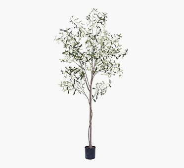 Amazon Olive Tree