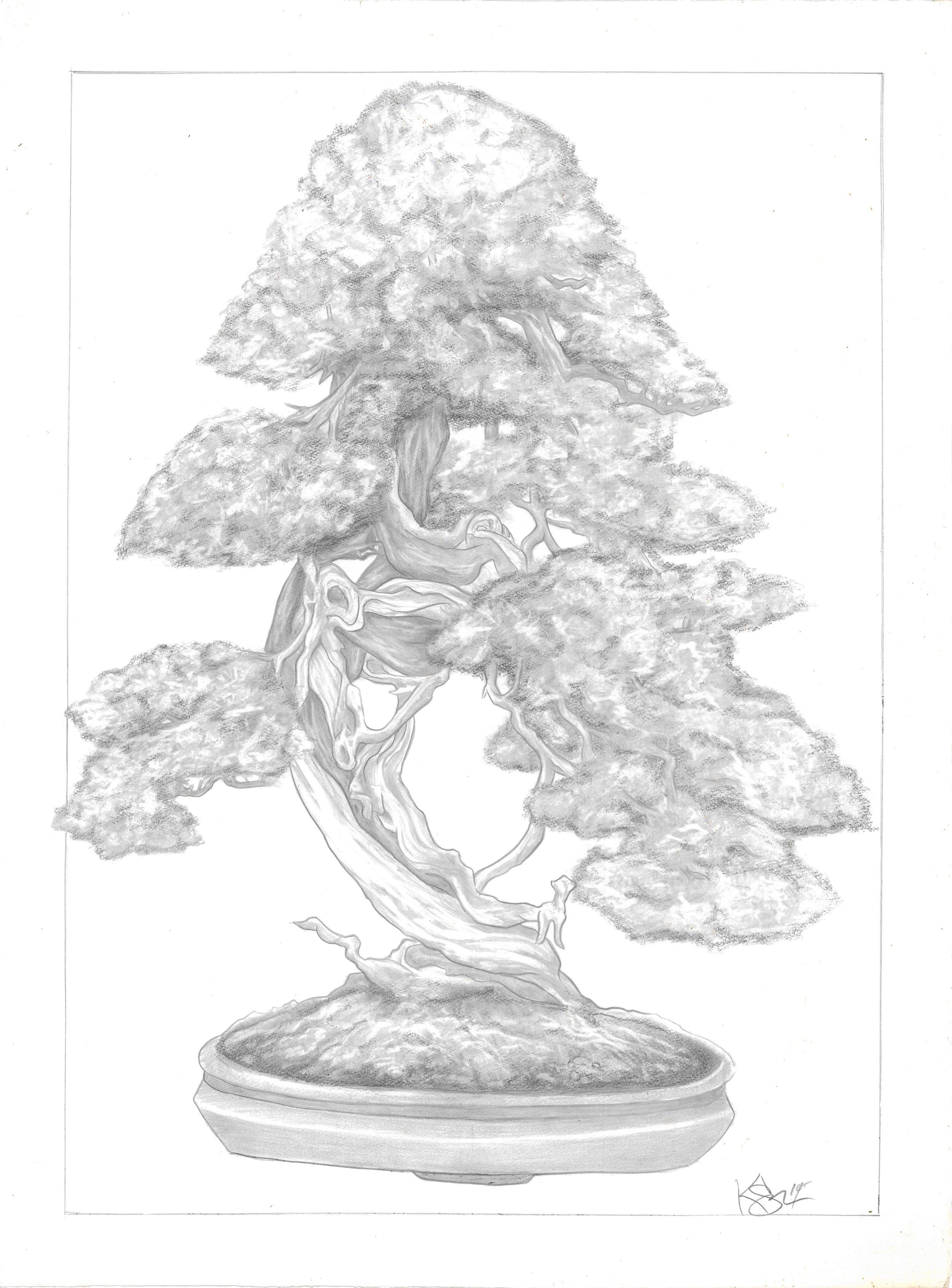 Bonsai #2