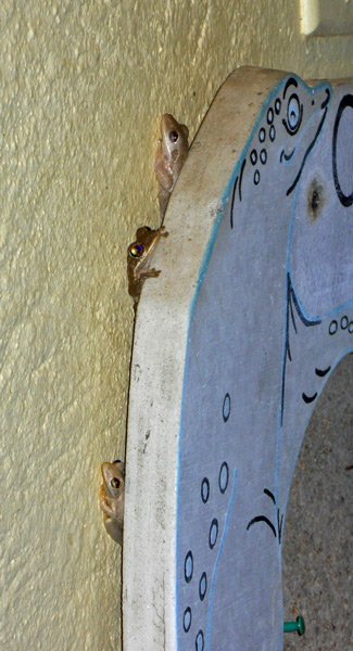 frogs1.jpg