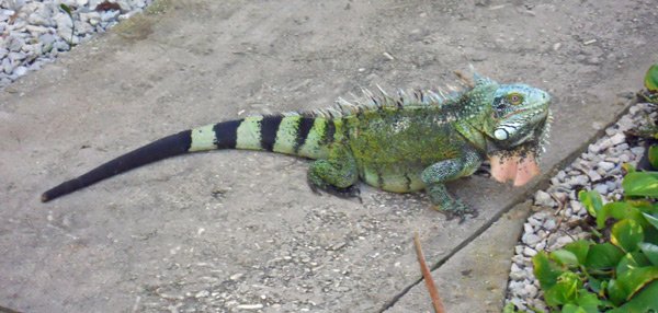 iguana2.jpg