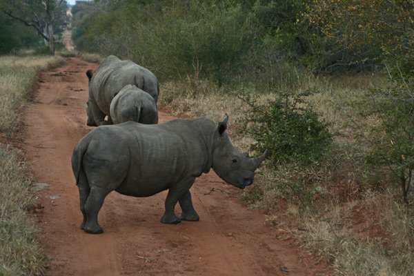 rhinos2.jpg
