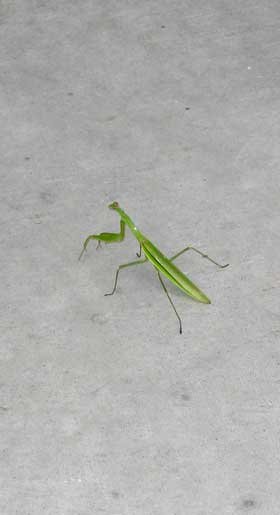 A Praying Mantis is very good luck!
