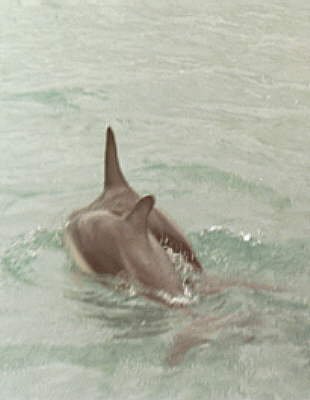 dolphin1.jpg