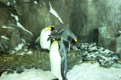 penguin1.jpg