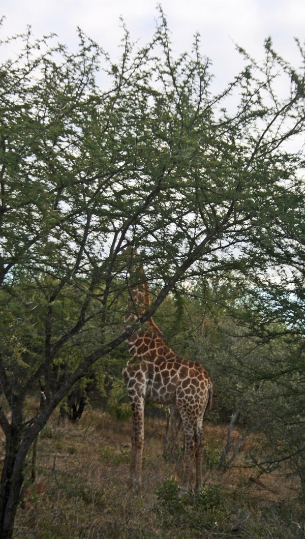 giraffe2.jpg