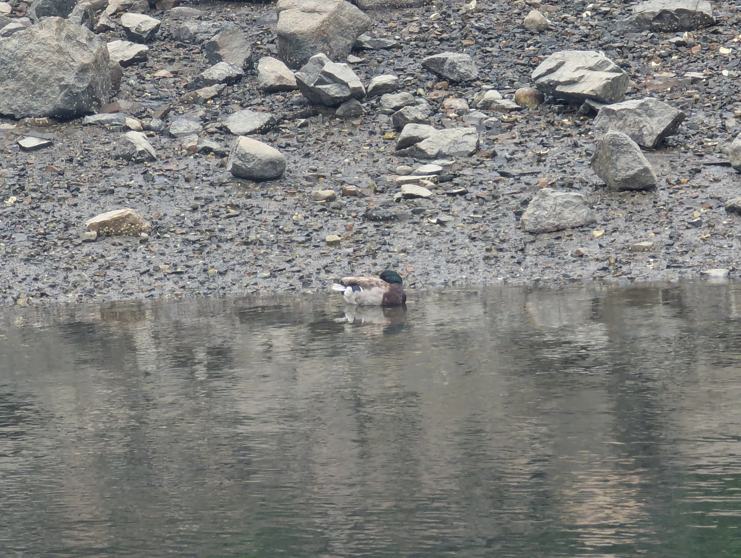 June 26 1duck.jpg