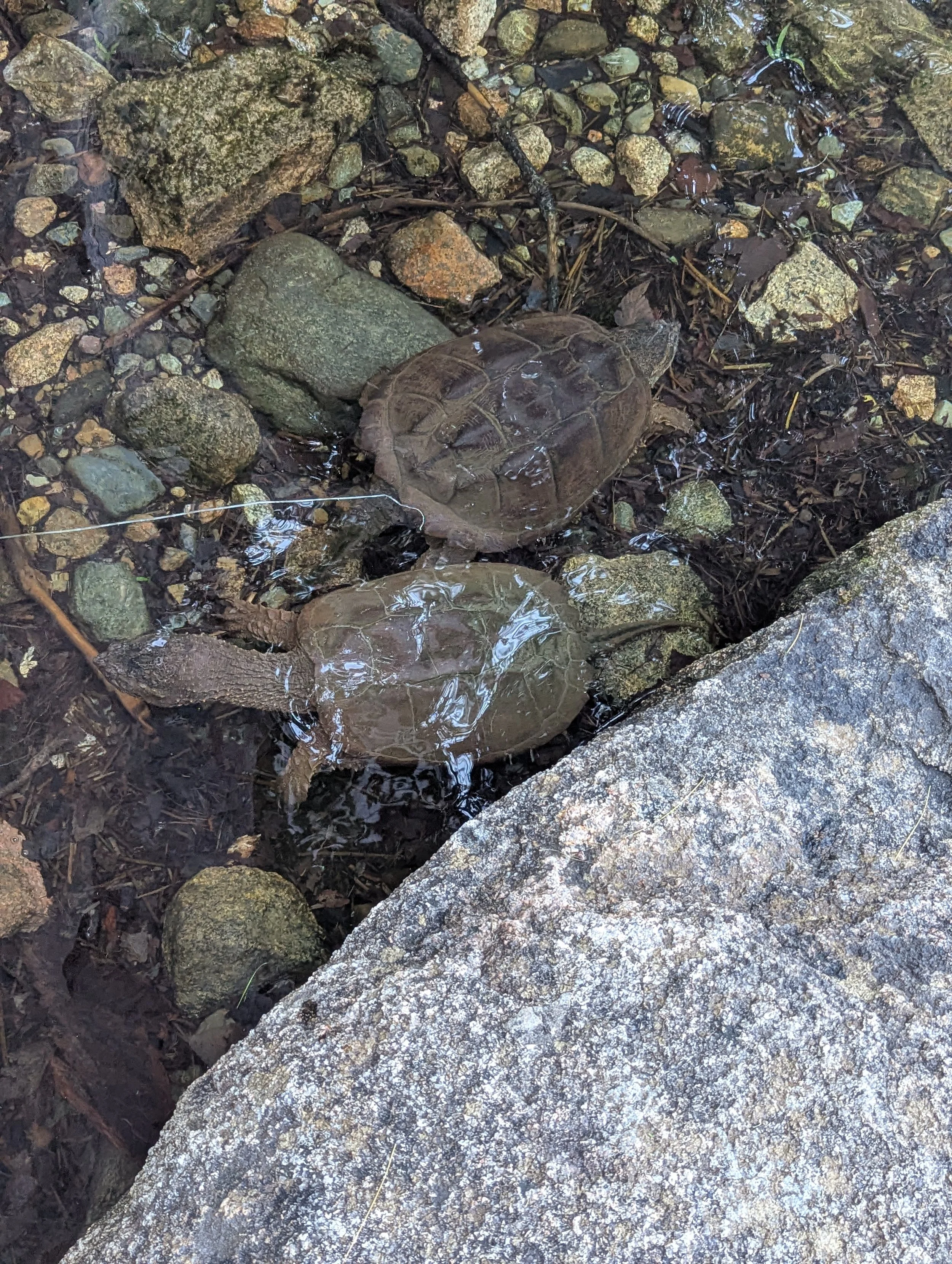 24 11snappingturtle.jpg
