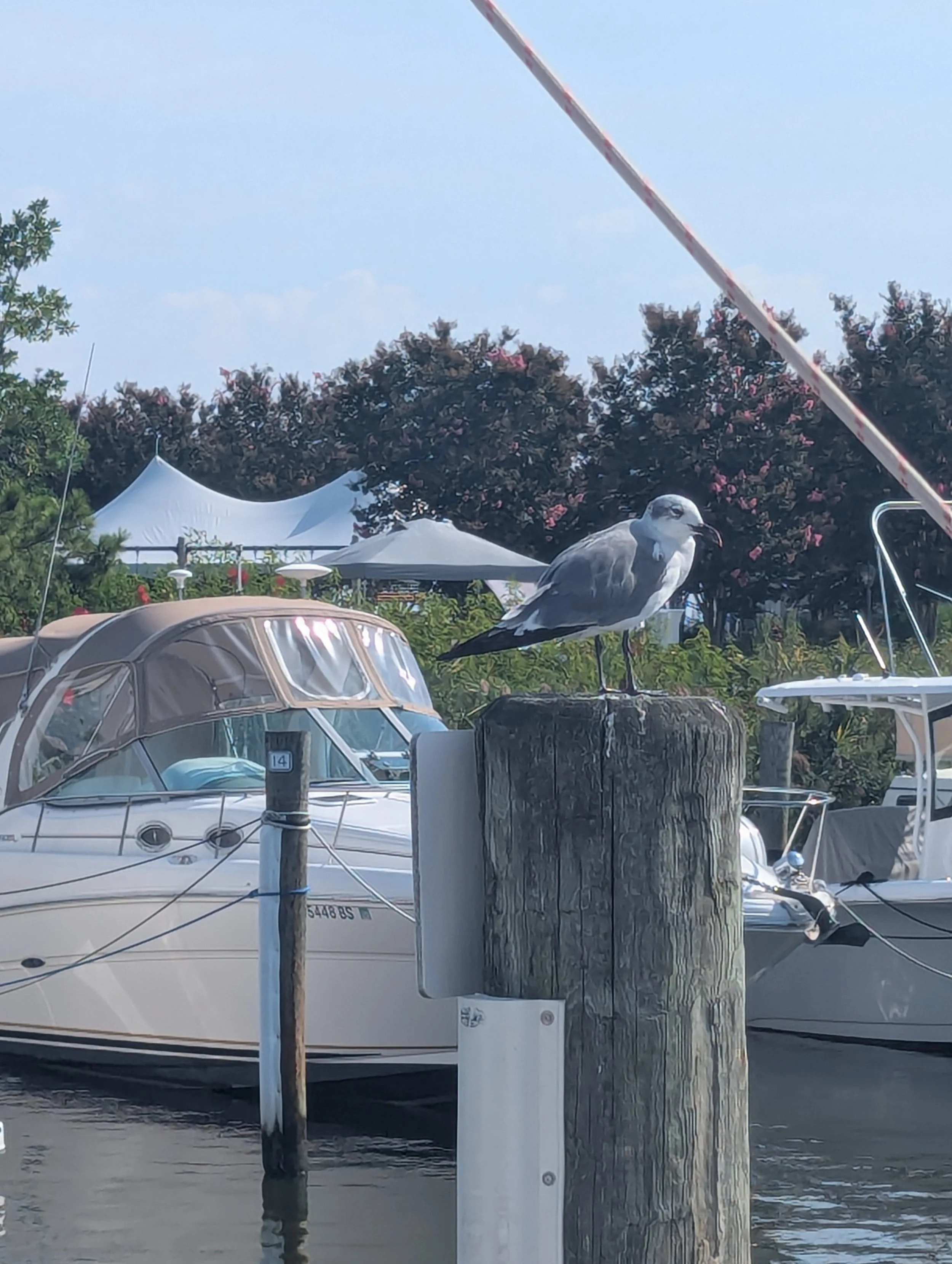 Sept 2 gull.jpg