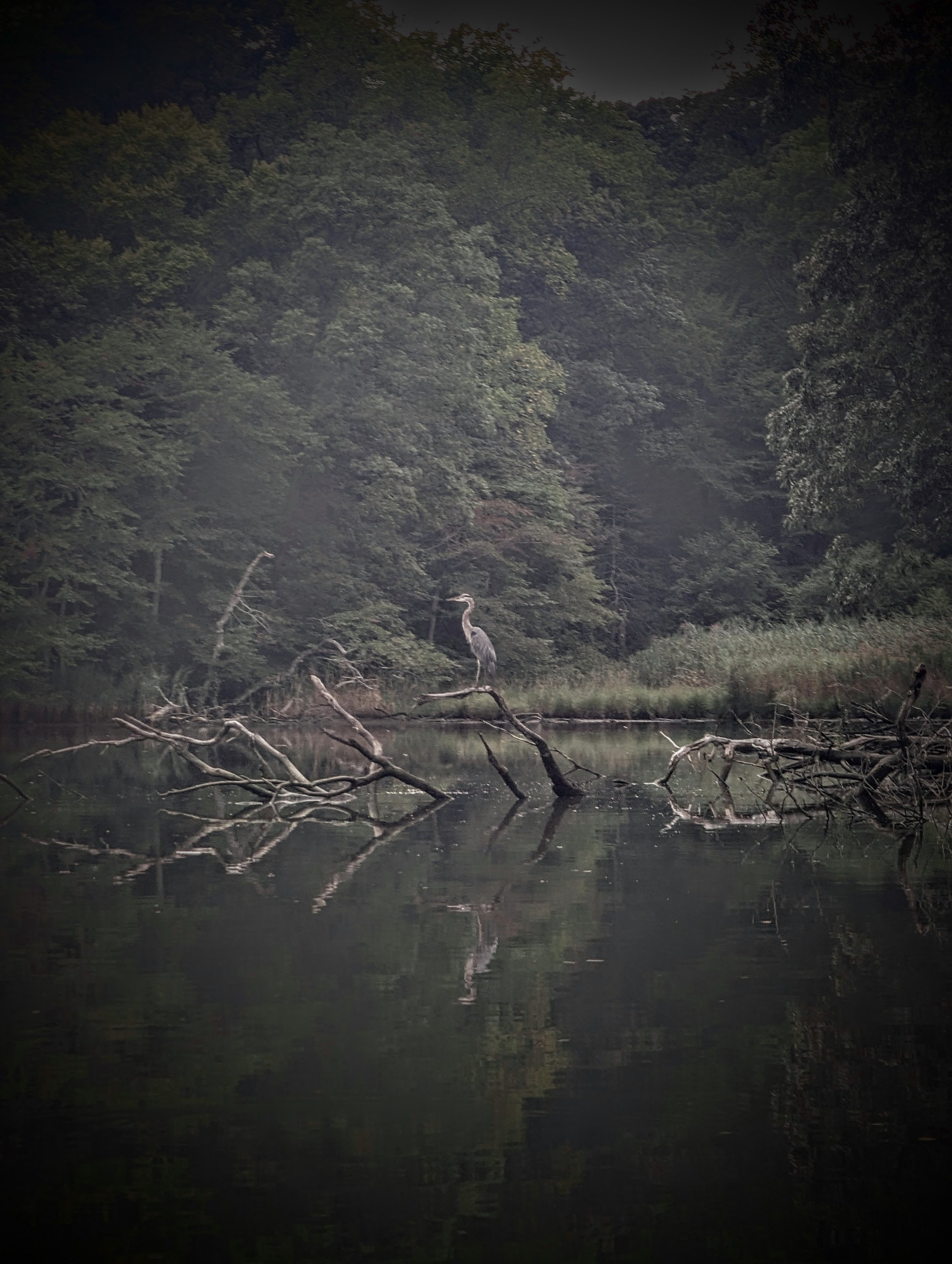 Sept 4 heron1.jpg