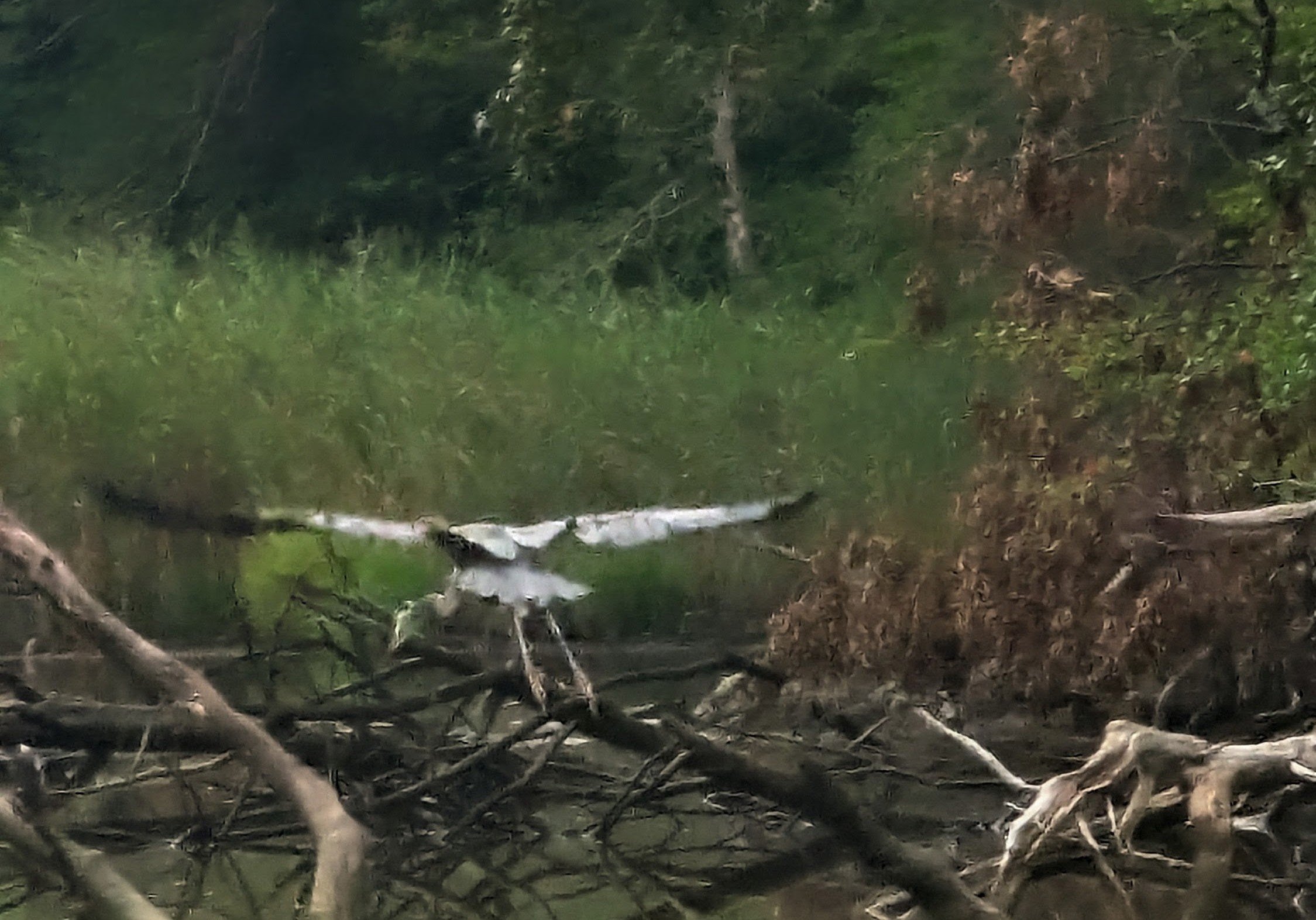 Sept 4 heron2.jpg