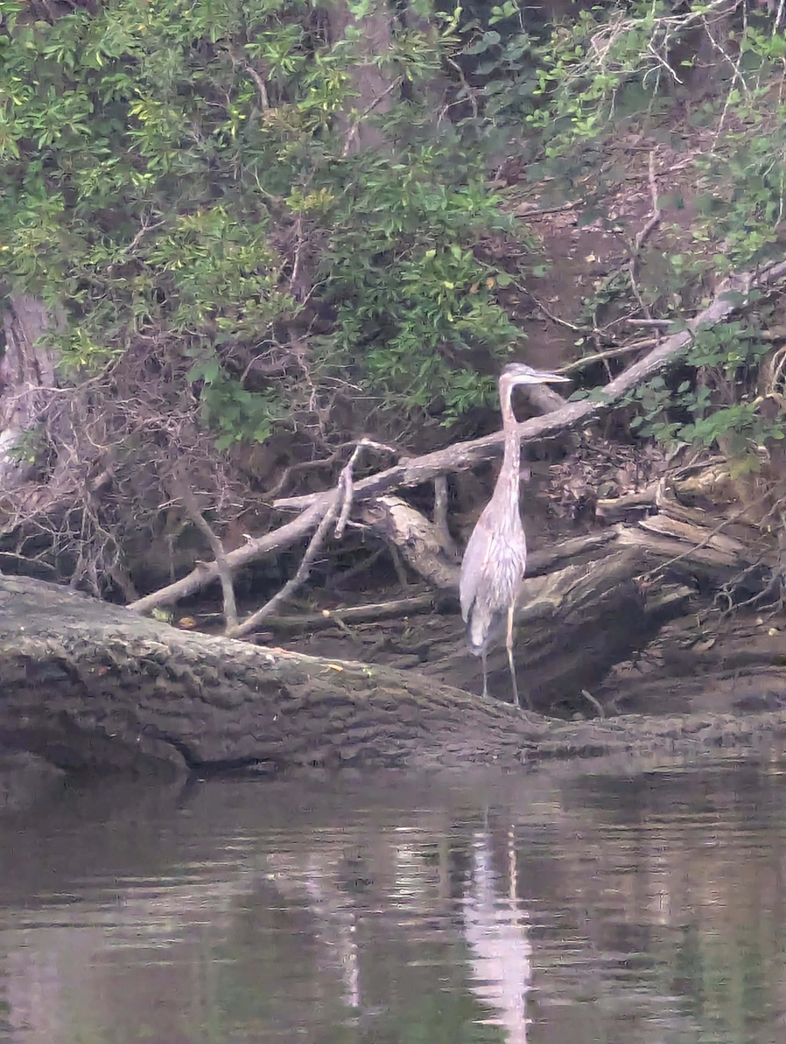 Sept 4 heron3.jpg